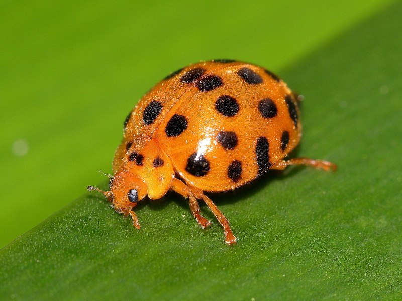 Henosepilachna vigintioctopunctata
