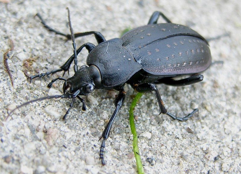Жужелица Садовая - Carabus Hortensis