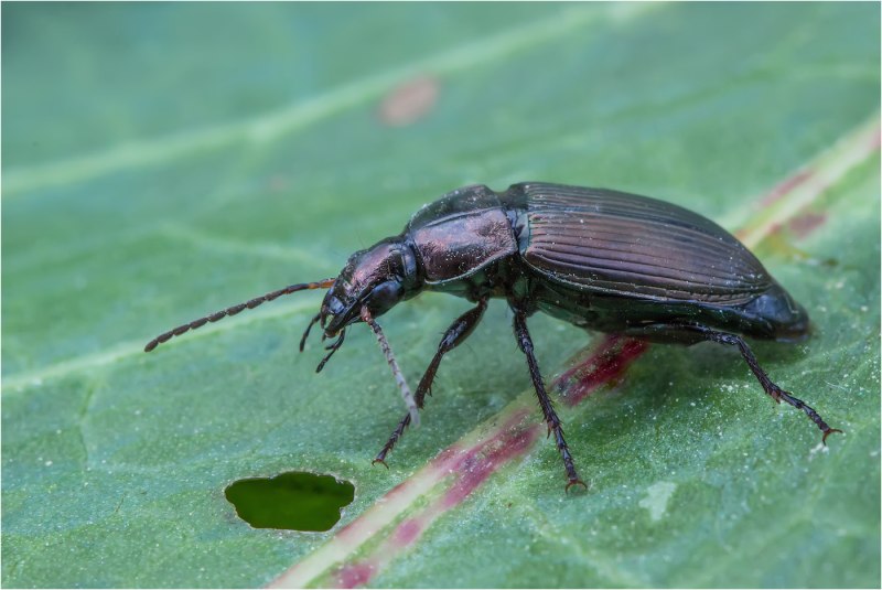 Жужелица Pterostichus brevicornis