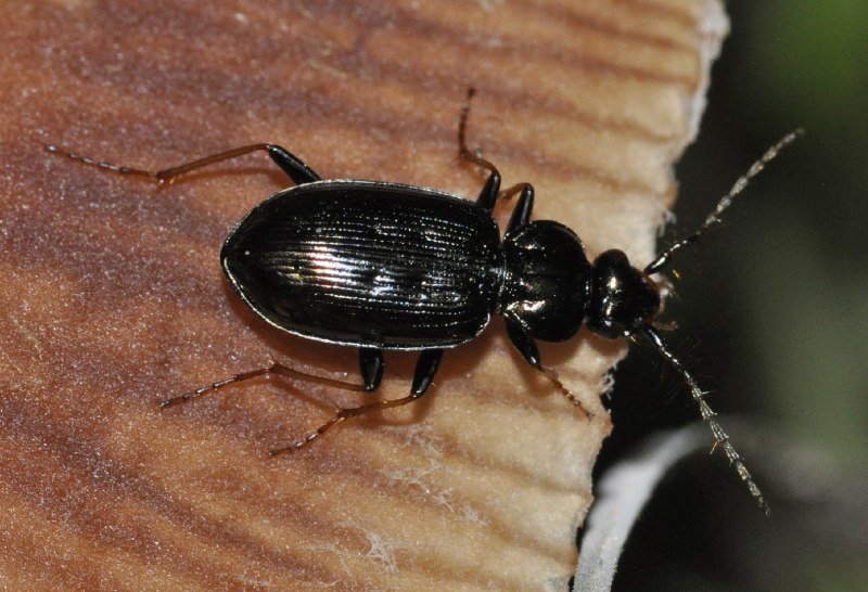 Loricera pilicornis