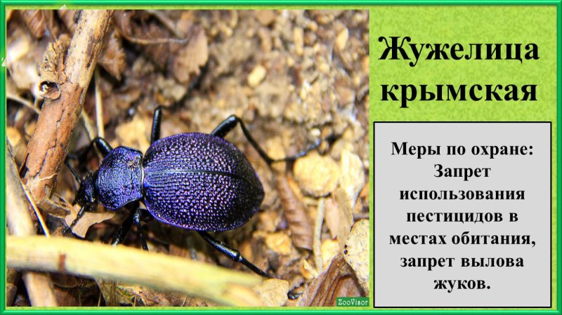 Жужелица Крымская красная книга Крыма