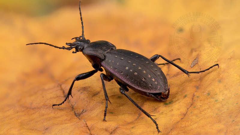 Жужелица Садовая - Carabus Hortensis