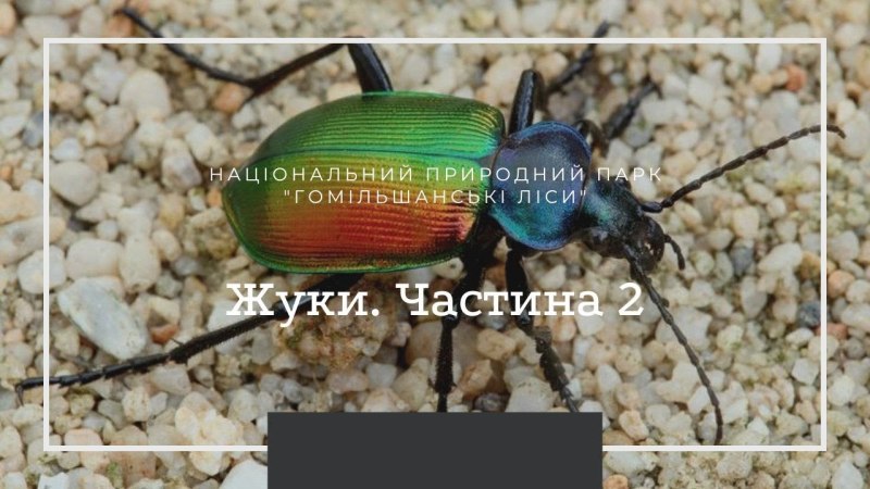 Насекомые Санкт-Петербурга