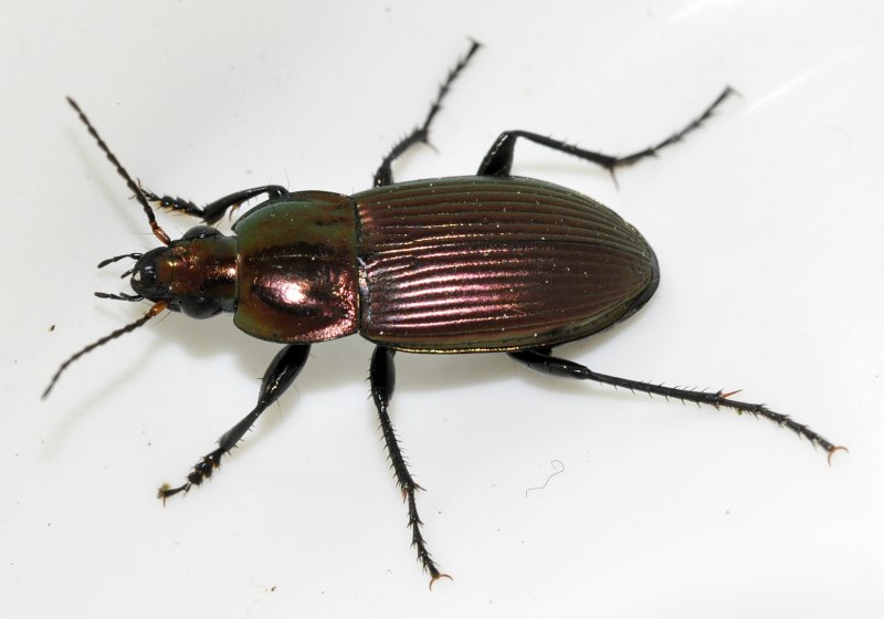 Poecilus laevicollis