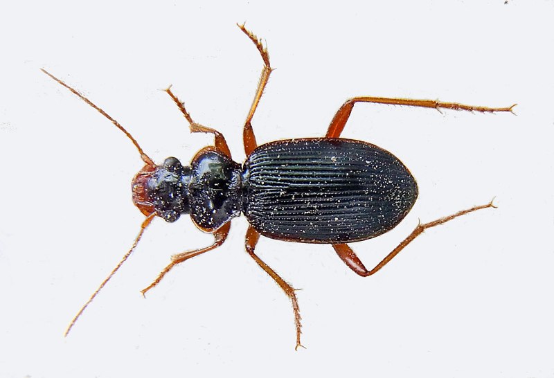 Leistus fulvus