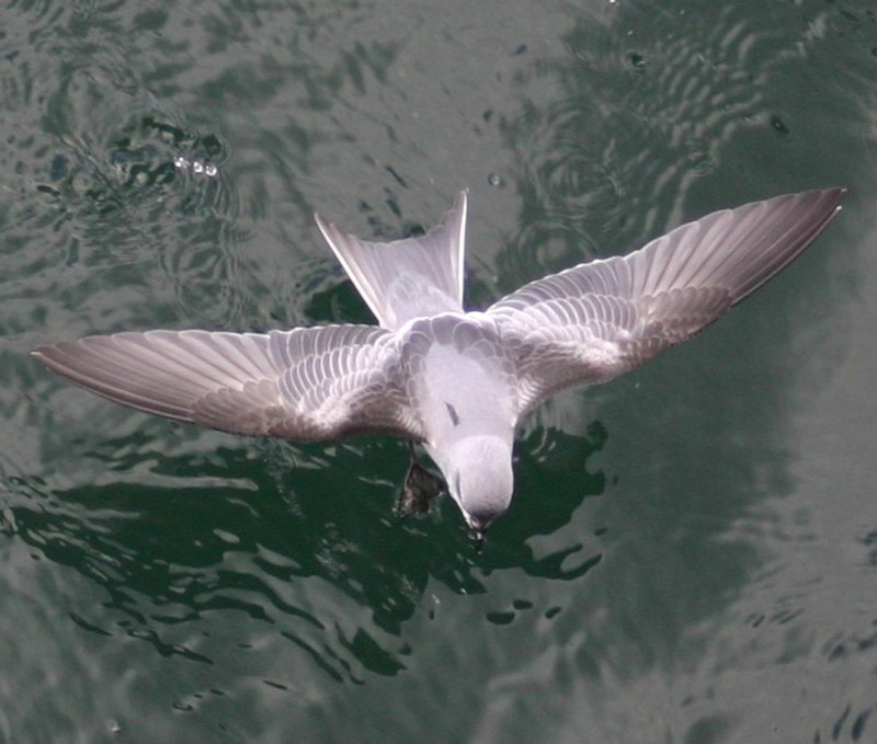 Сизая качурка (Oceanodroma furcata)
