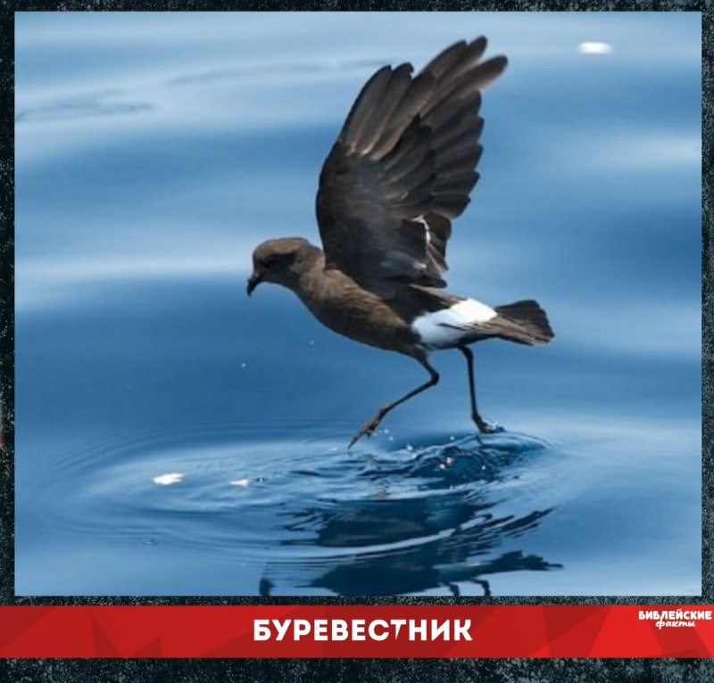 Кочурка Буревестник