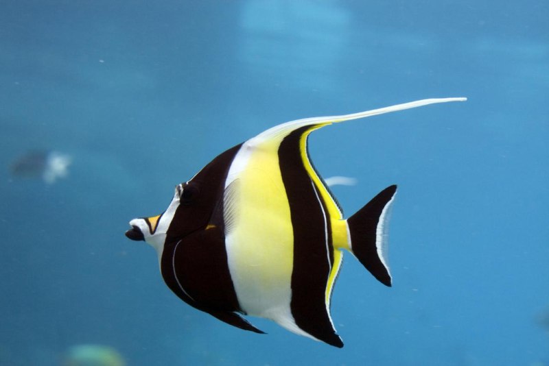 Zanclus cornutus