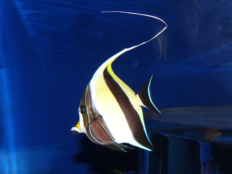 Moorish Idol рыба