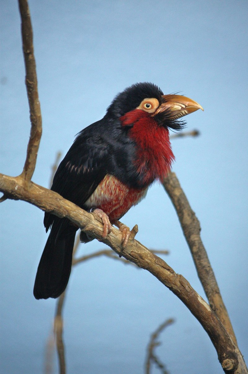 Lybius dubius