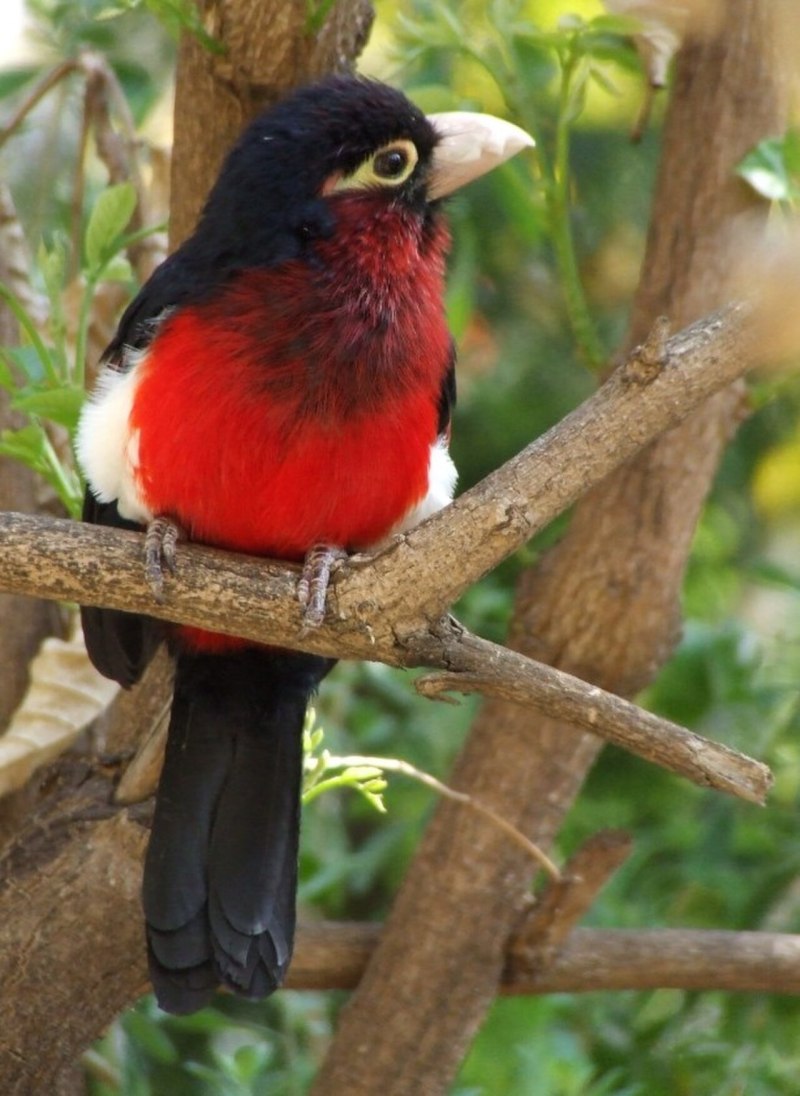 Африканские бородатки (Lybiidae)