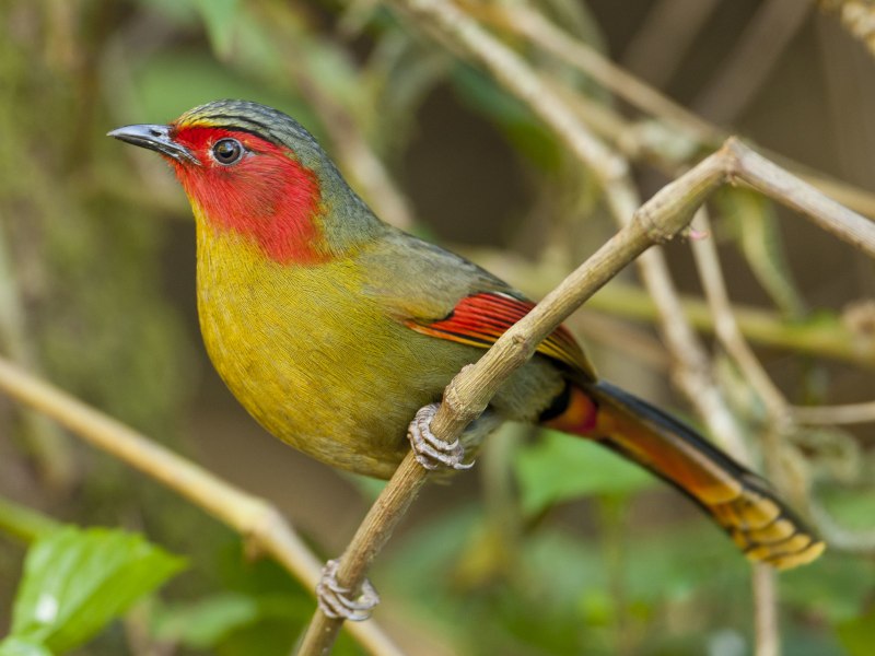 Liocichla ripponi