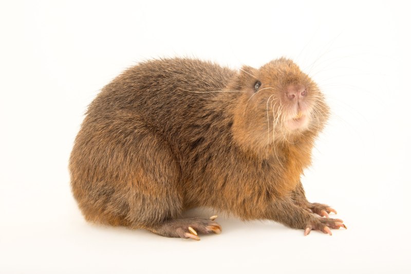 Plagiodontia ipnaeum