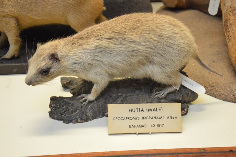 Саманская хутия