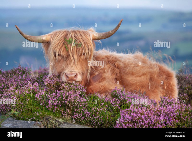 Highland Heather the gentle Art