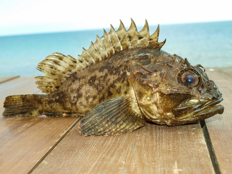 Морской Ерш скорпена