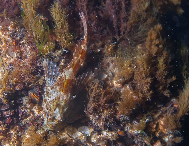 Морские представители рогатковых