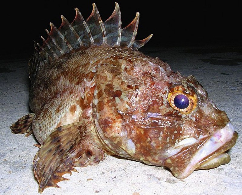 Морской Ерш скорпена