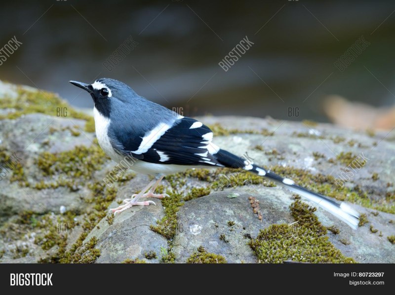 Enicurus schistaceus