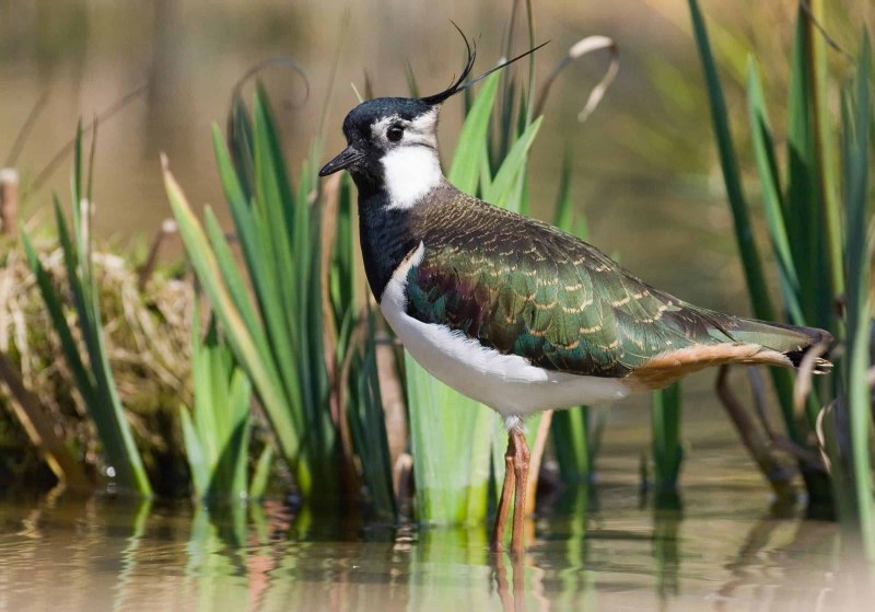 Чибис Vanellus Vanellus