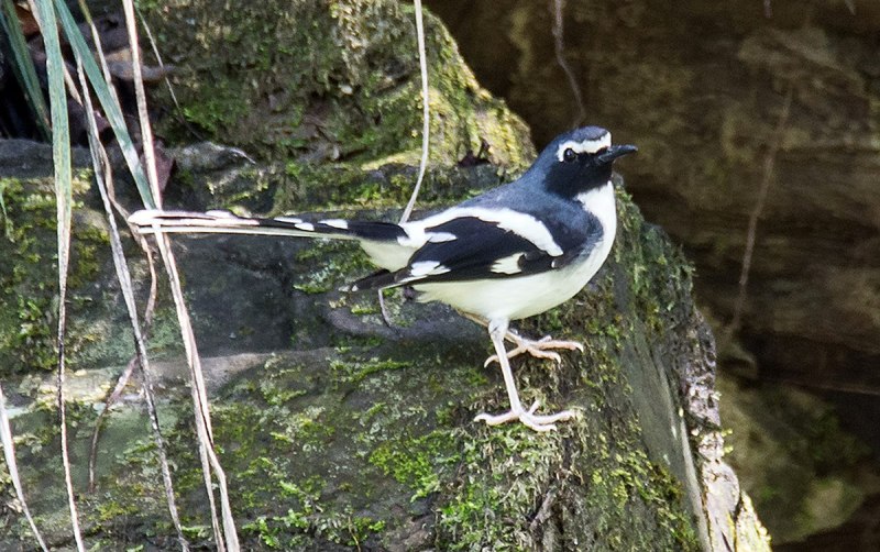 Enicurus schistaceus