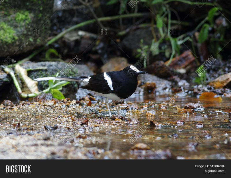 Enicurus leschenaulti Менинтинг