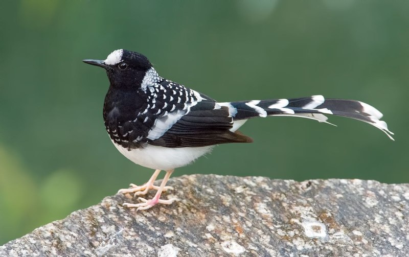 Enicurus maculatus