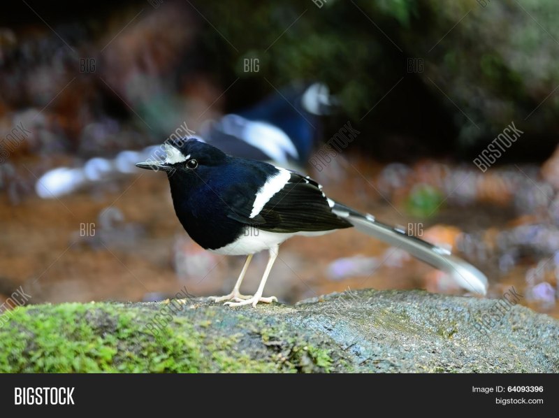 Enicurus leschenaulti Менинтинг