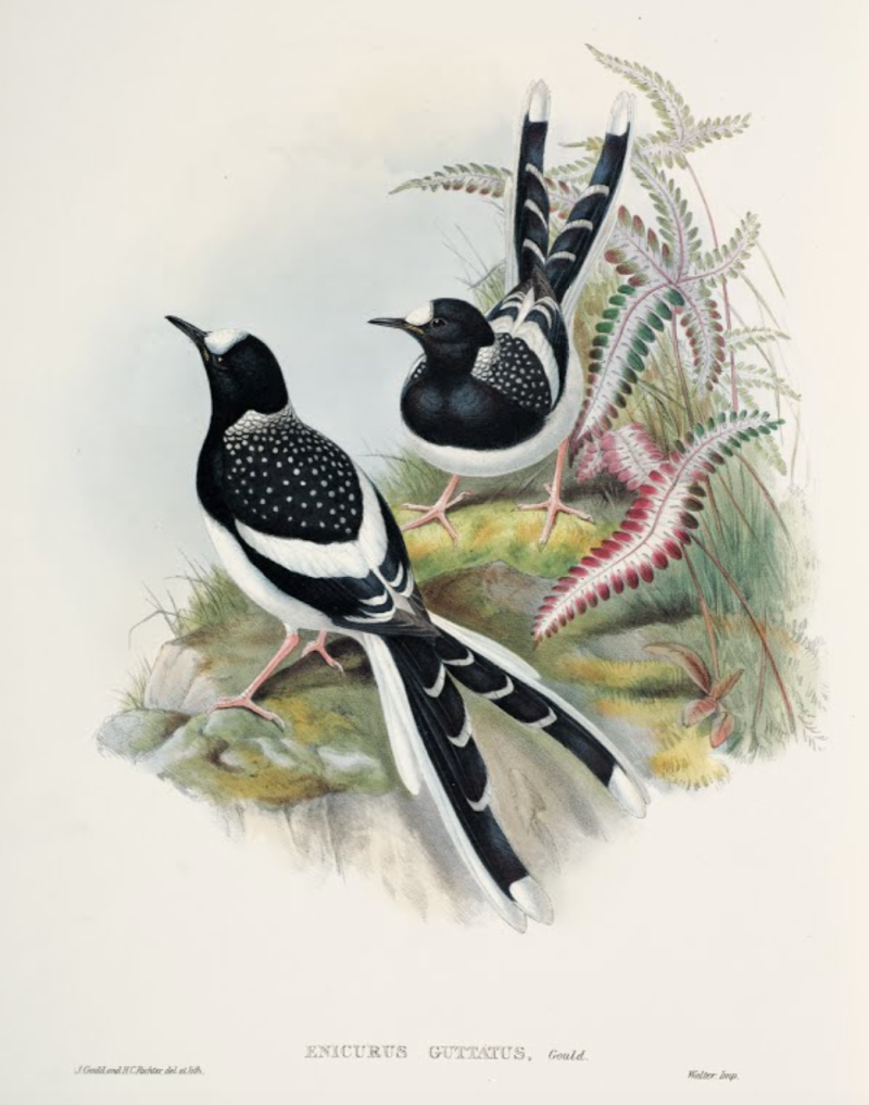 Вилохвостка пятнистая - Enicurus maculatus