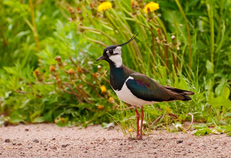 Чибис Vanellus Vanellus
