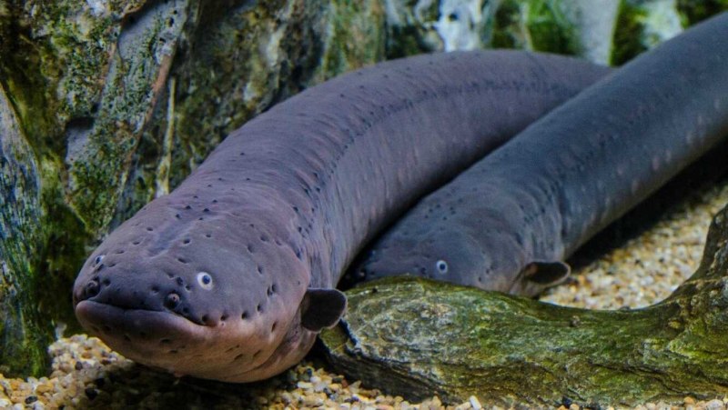 Электрический угорь (Electrophorus electricus)