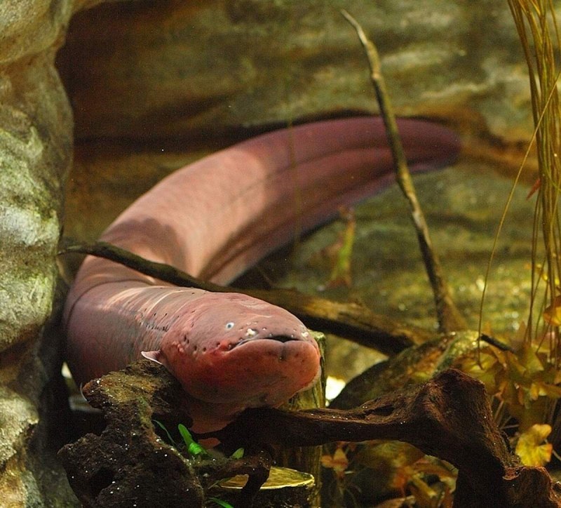 Electrophorus electricus