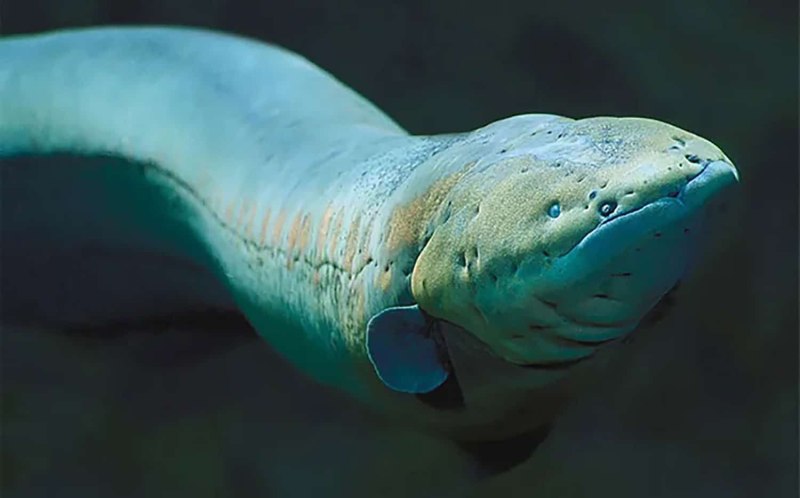 Электрический угорь (Electrophorus electricus)