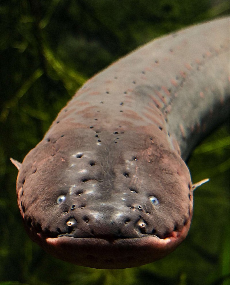 Электрический угорь (Electrophorus electricus)