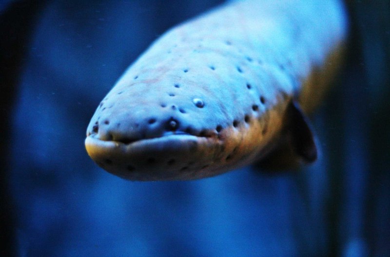 Электрический угорь (Electrophorus electricus)