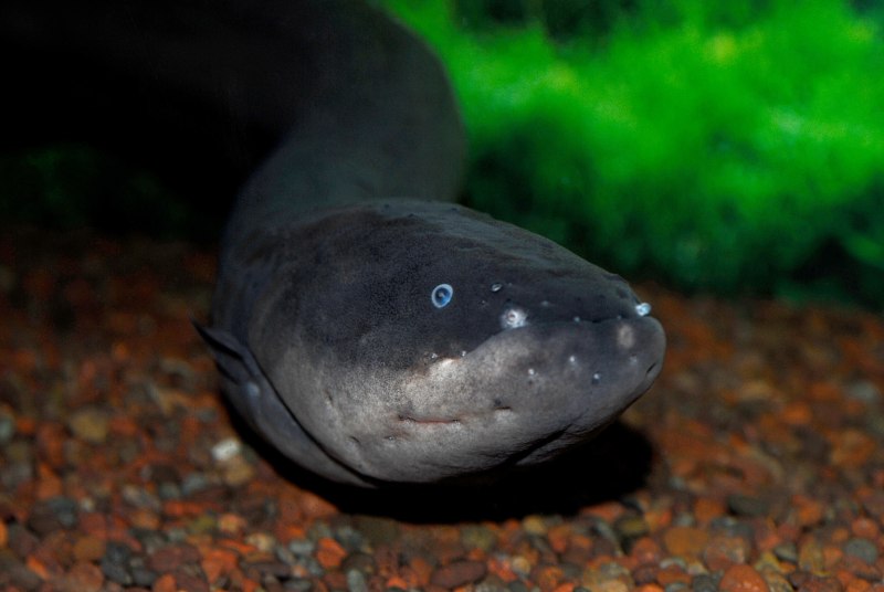 Электрический угорь (Electrophorus electricus) красивый