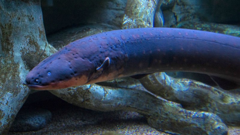 Электрический угорь (Electrophorus electricus)