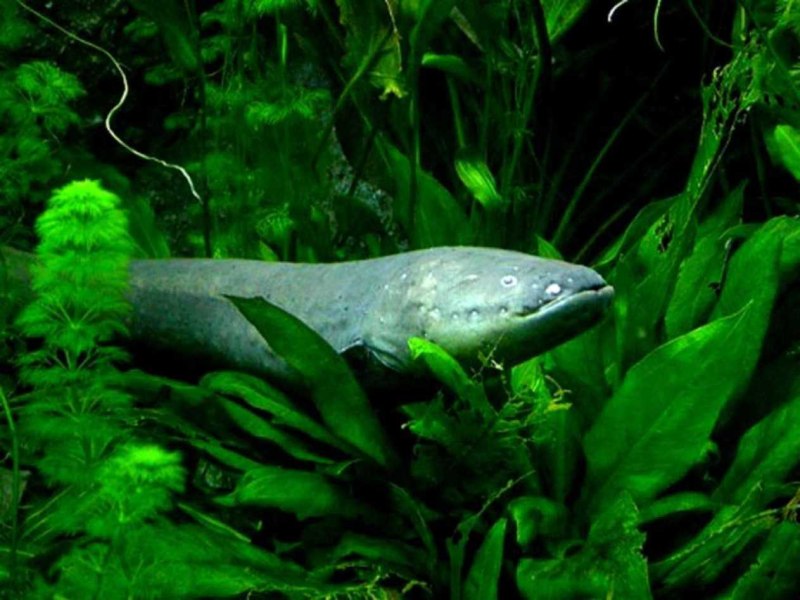 Электрический угорь (Electrophorus electricus)