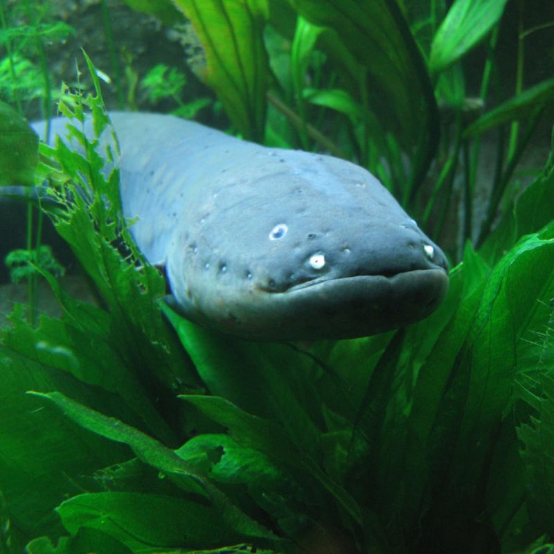 Электрический угорь (Electrophorus electricus)