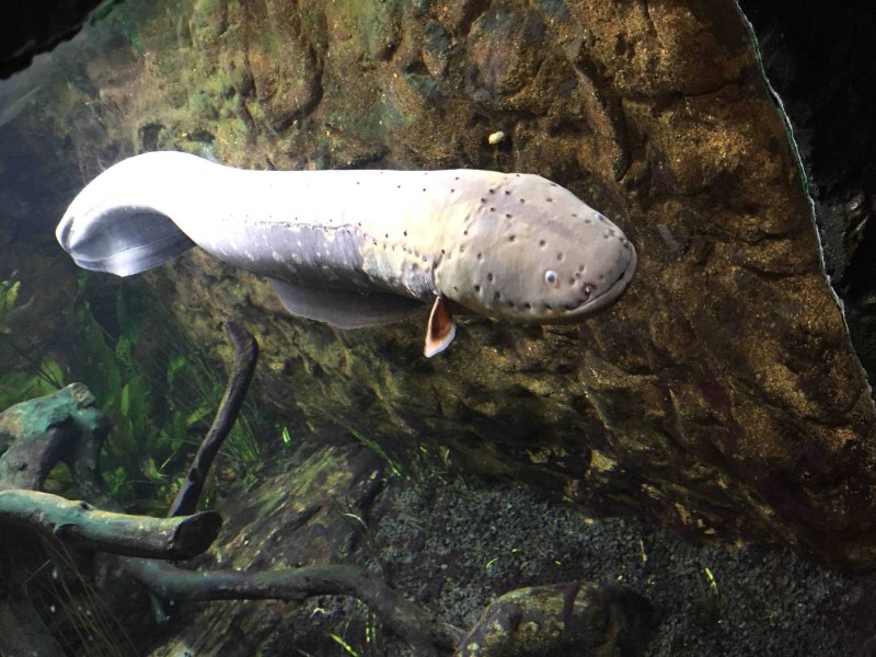 Electrophorus electricus