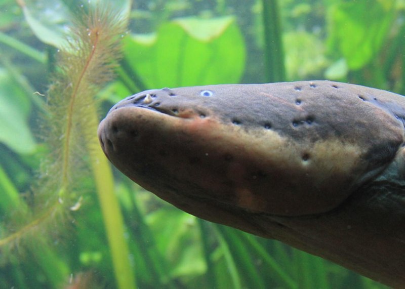 Электрический угорь (Electrophorus electricus)
