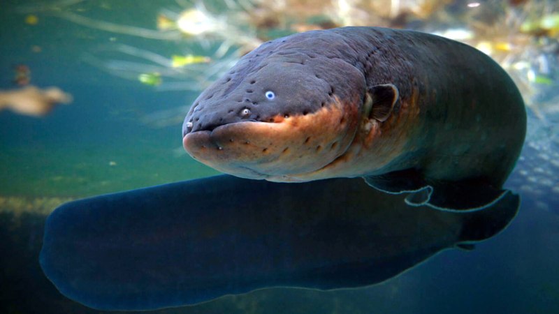 Электрический угорь (Electrophorus electricus)