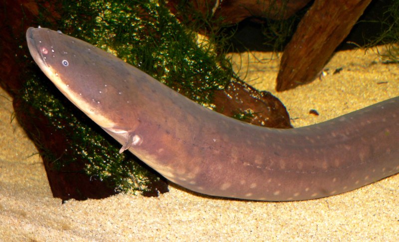 Электрический угорь (Electrophorus electricus)