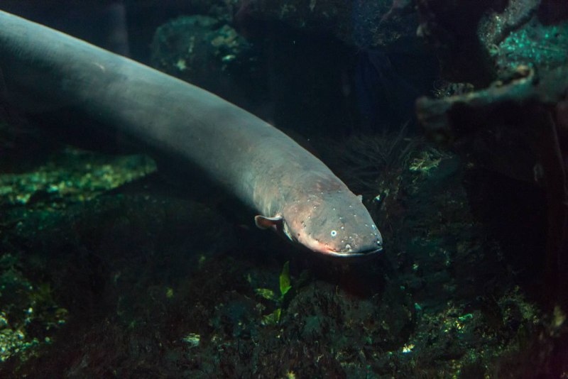 Электрический угорь (Electrophorus electricus)