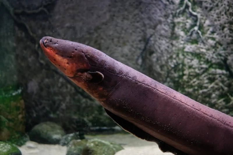 Электрический угорь (Electrophorus electricus)