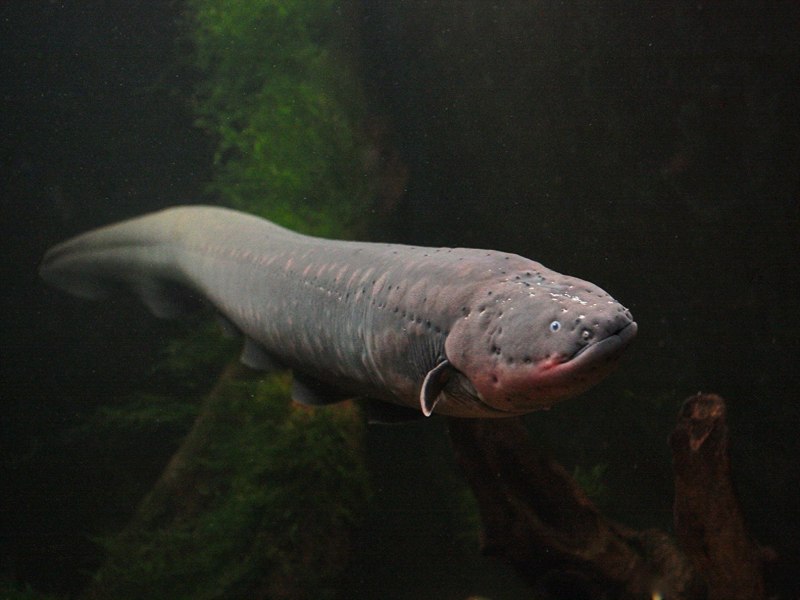 Электрический угорь (Electrophorus electricus)