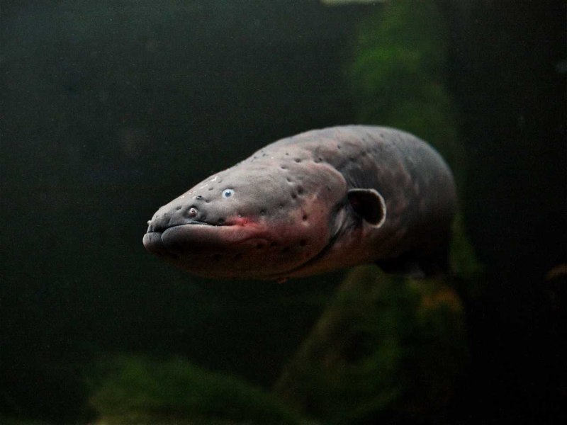Электрический угорь (Electrophorus electricus)