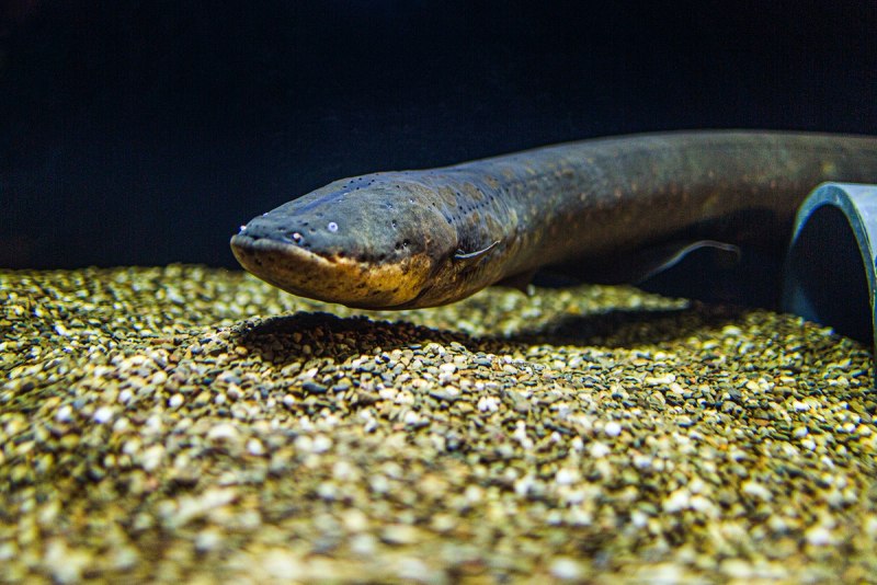 Электрический угорь (Electrophorus electricus)