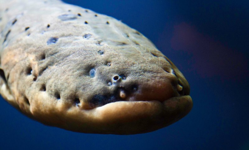 Электрический угорь (Electrophorus electricus)