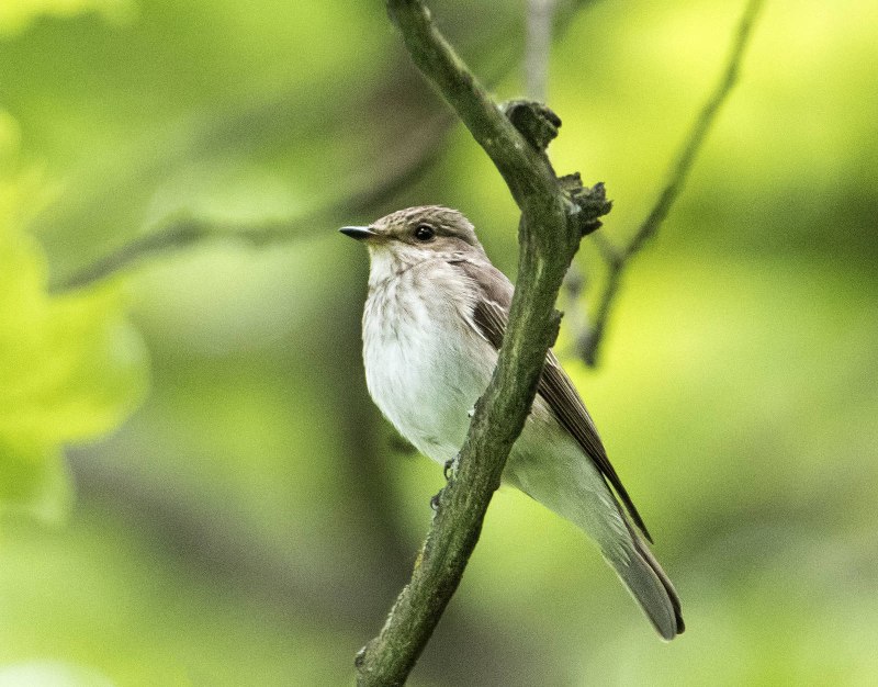 Серая мухоловка (Muscicapa striata)